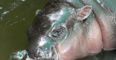 Viral hippo Moo Deng releases official single in four languages ...