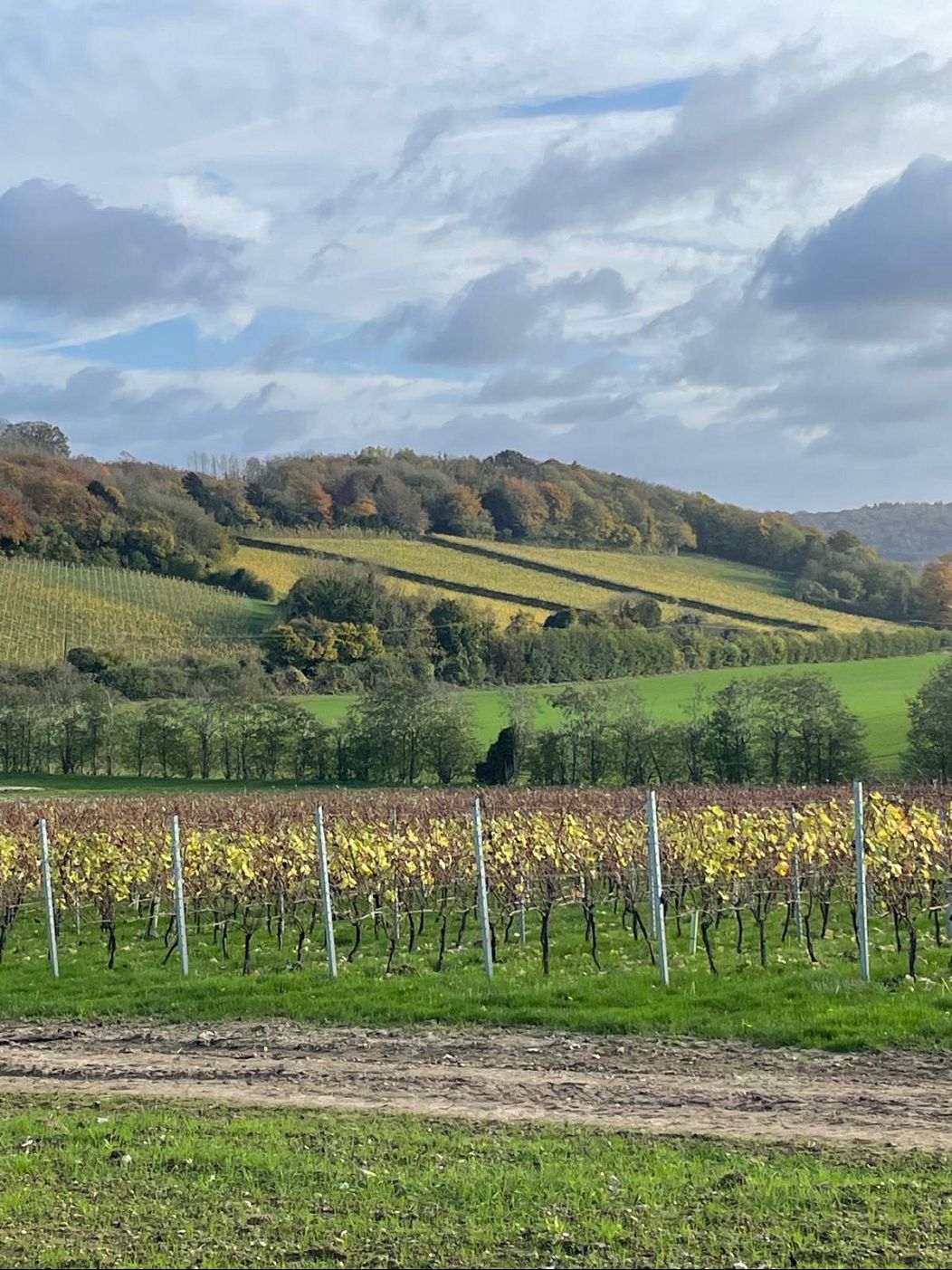 Looking out over part of Domaine Evremond in Kent