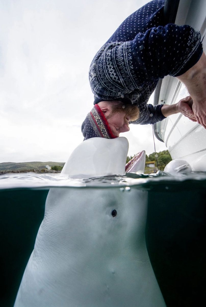 Joar Hesten és a beluga