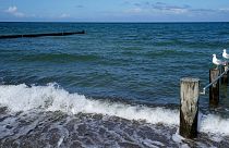 Two seagulls sit on stakes at the beach promenade in Heiligendamm at the Baltic Sea.