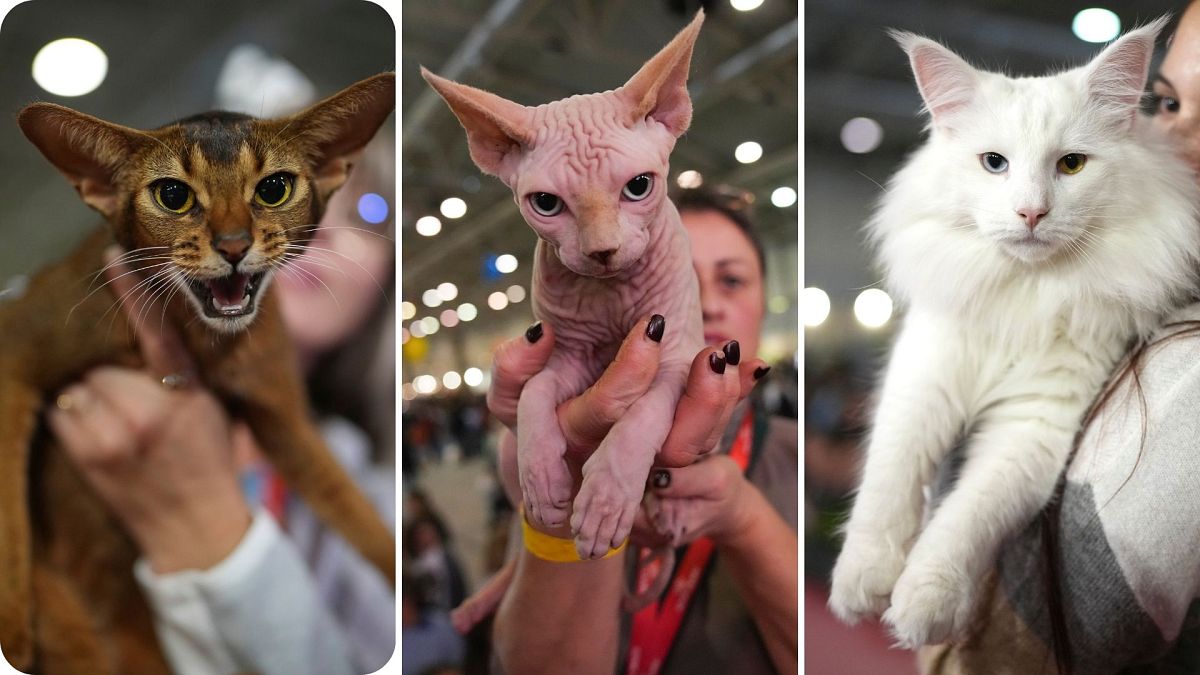 Fluffy felines compete for prizes and steal hearts at Rome's SuperCat Show