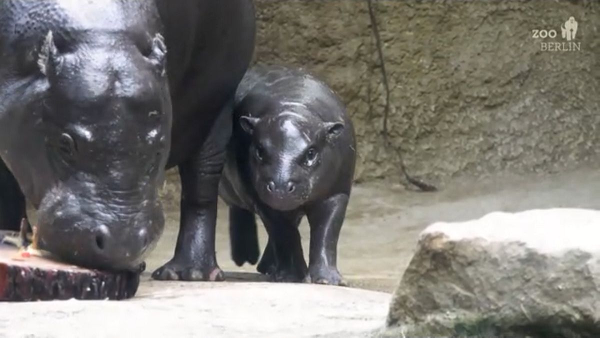 No Comment. Toni, Berlin's pygmy hippo star, hunts for treats