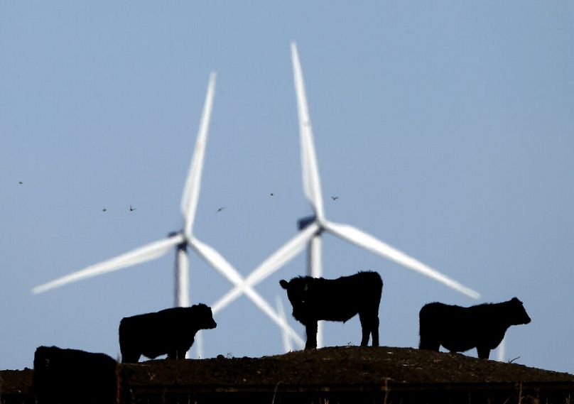 FILE: Cattle graze in a pasture against a backdrop of wind turbines, December 2015