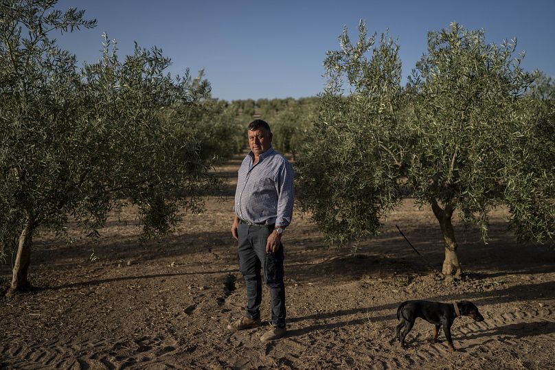 L'agriculteur Juan Antonio Delgado à Quesada, le vendredi 28 octobre 2022. L'Espagne a vu sa production d'olives divisée par deux à cause du changement climatique