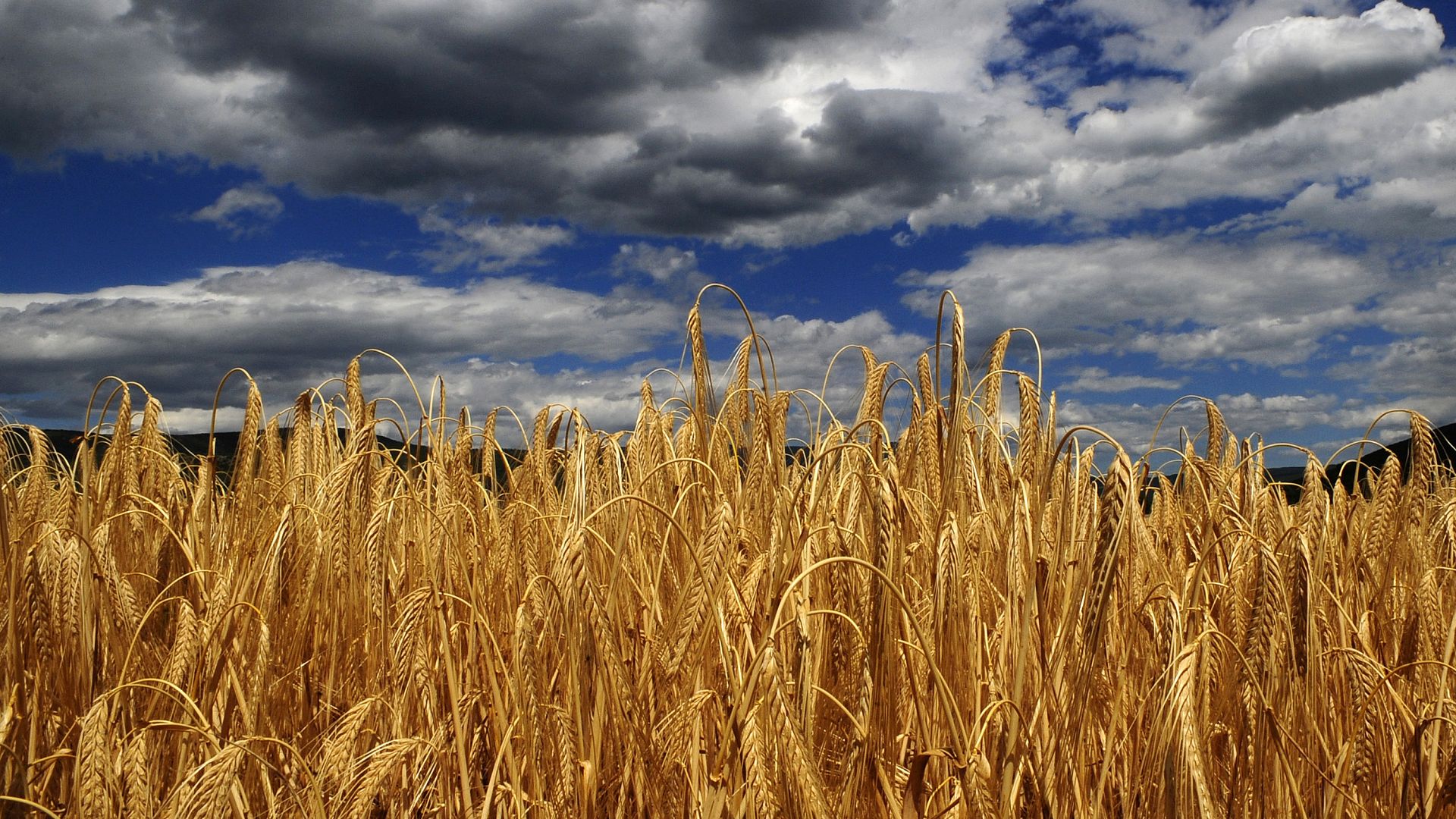 L'Europa affronta una crisi crescente nella produzione di cereali