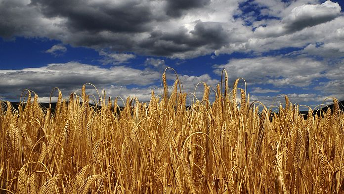 L'Europa affronta una crisi crescente nella produzione di cereali