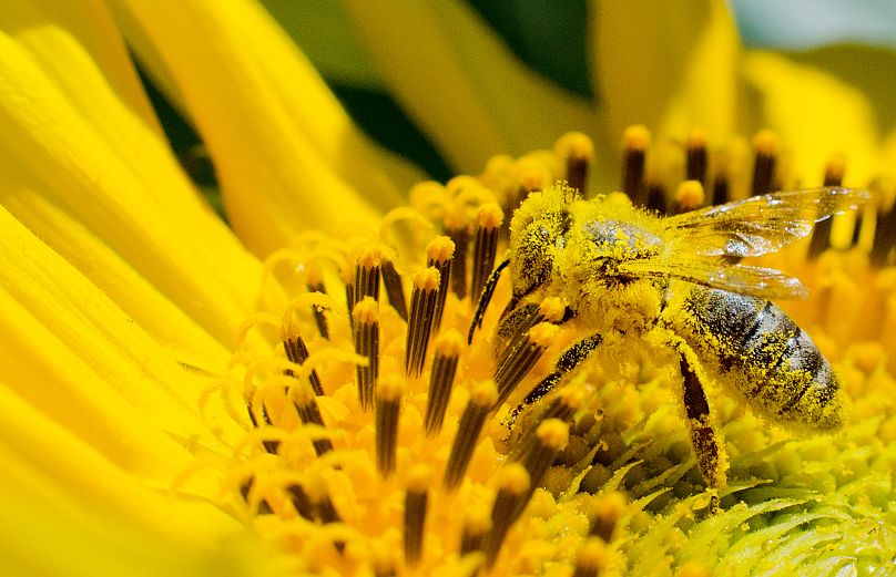 Une abeille couverte de pollen sur un tournesol à Sehnde dans la région de Hanovre, dans le nord de l'Allemagne, le mercredi 13 août 2014.