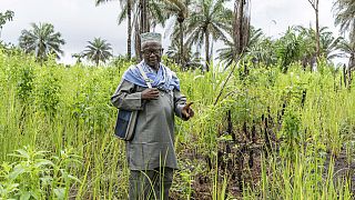 La Sierra Leone veut réduire sa dépendance aux importations de riz
