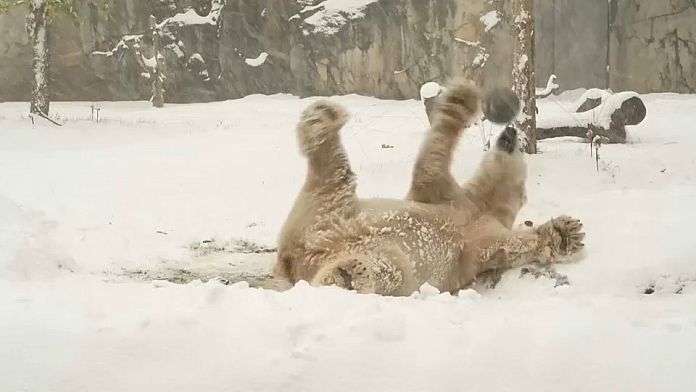 No Comment : les animaux du zoo de Chicago sous la neige