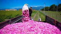 A man pouring roses into the truck