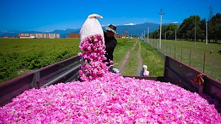 A man pouring roses into the truck