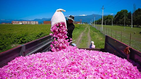 A man pouring roses into the truck