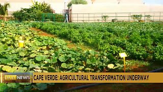 Cape Verde's agricultural transformation: From drought to innovation