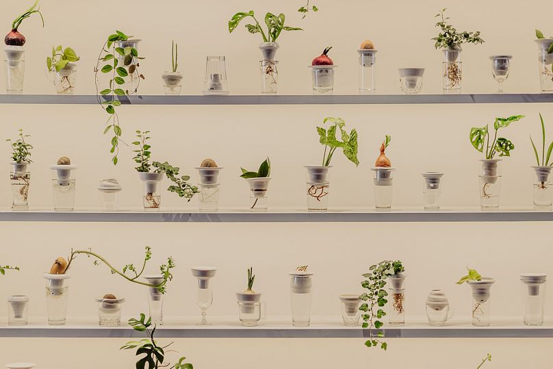 Install image - PLANTATION by Alicja Patanowska at the Urban Farmer Project. 