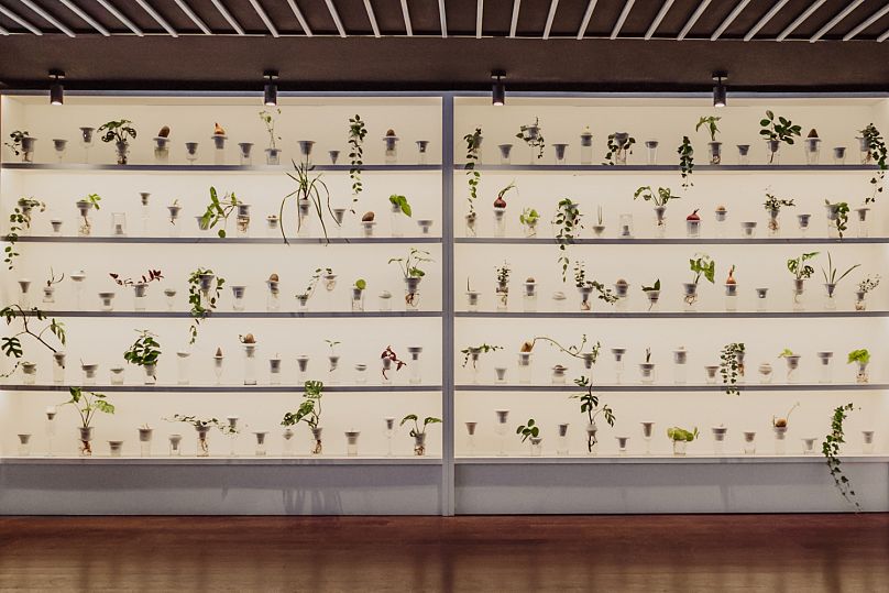 Install image - PLANTATION by Alicja Patanowska at the Urban Farmer Project.