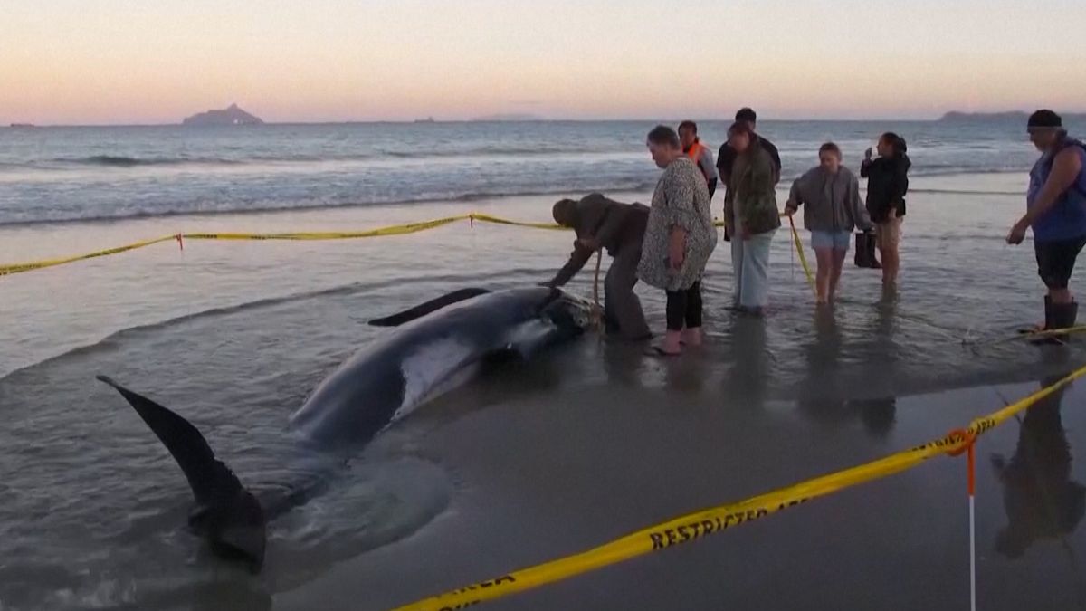 30 pilot whales stranded on a beach in New Zealand rescued