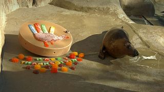 Chicago area zoo animals treated to early Thanksgiving feast