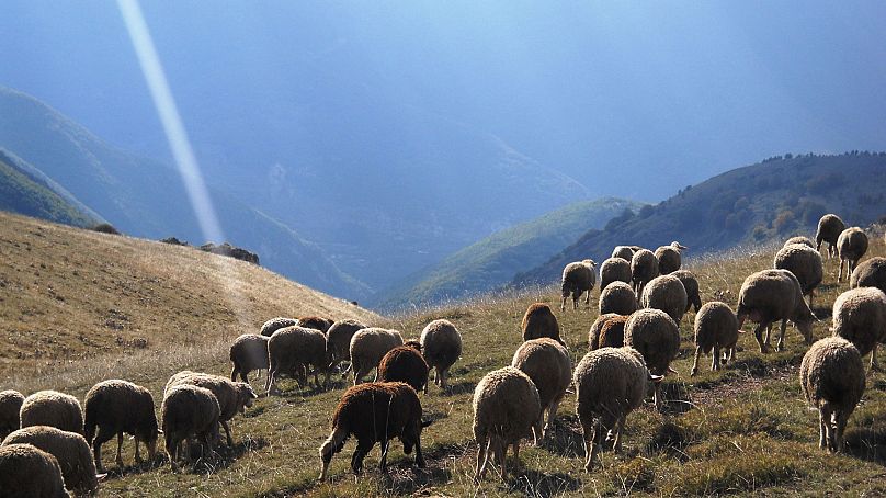 Permanent grassland, which is vital for climate mitigation