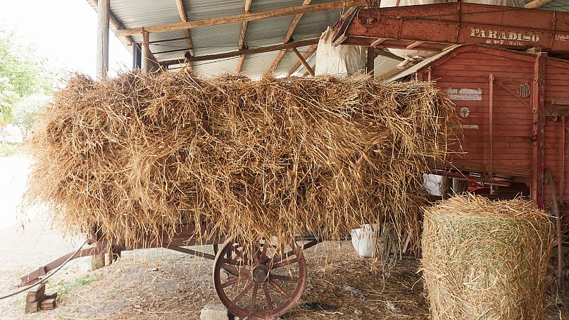 Italy's ancient durum grains are harvested
