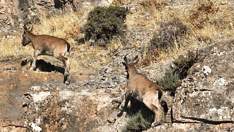 How Uzbekistan's conservation efforts are restoring biodiversity