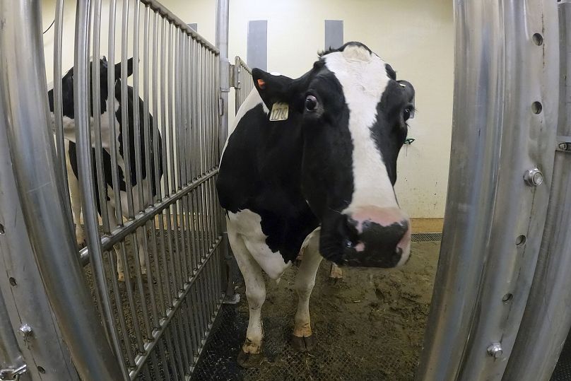 A lactating dairy cow stands in a pen before inoculation against bird flu in the US.