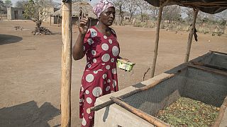 Zimbabwe farmers turn to maggot-breeding to survive the drought