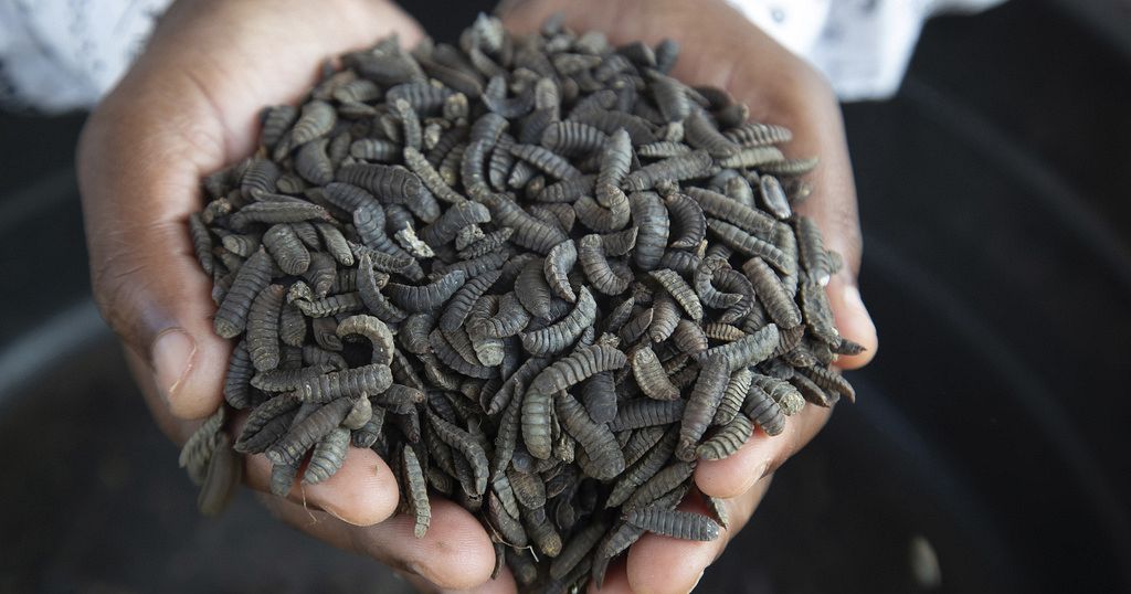 Zimbabwe farmers turn to maggot-breeding to survive the drought