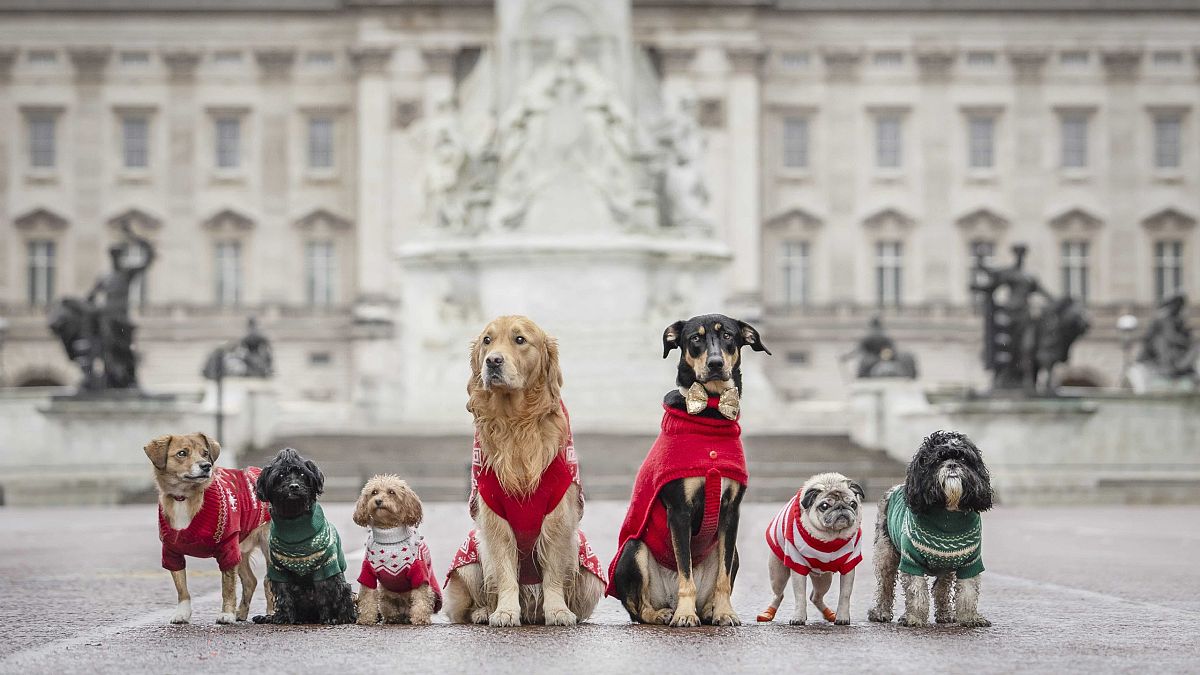 Yappy holidays: Dogs in Christmas sweaters parade through London to support rescue charities