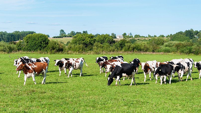 Dairy cows in a green pasture