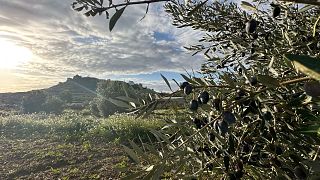 Il villaggio di Oliete è rinato grazie all'olio d'oliva e ai nomadi digitali