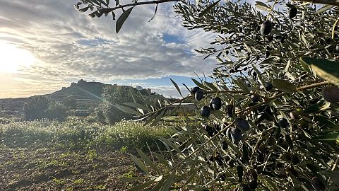 The village of Oliete has been revived thanks to its olive oil and digital nomads