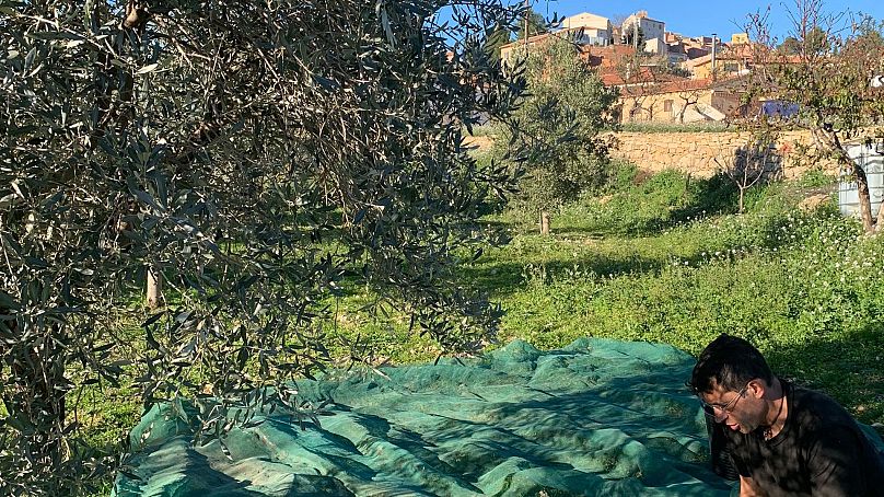 Olive oil production is vital for the village of Oliete