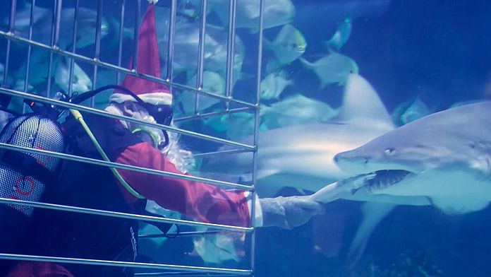 Santa greets his shark friends