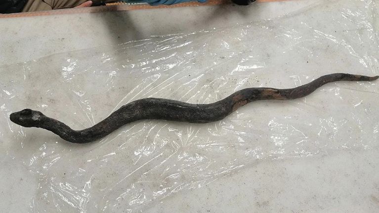 Sculpture of a bronze snake, found inside the thermal pool. Sculpture of a bronze snake, found inside the thermal pool.