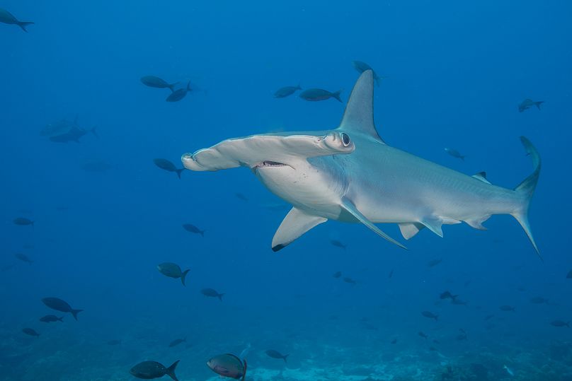 A scalloped hammerhead shark photographed in the Galapagos Islands