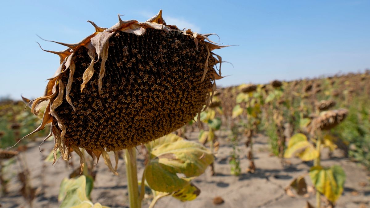 2024 will be the hottest year on record and the first year above 1.5C, scientists confirm