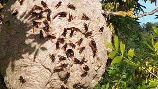 De los avispones a las algas: la creciente amenaza de las especies exóticas invasoras en Europa