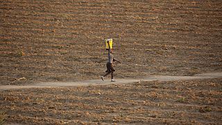 ONU : près de 40% des terres fertiles touchées par la sécheresse