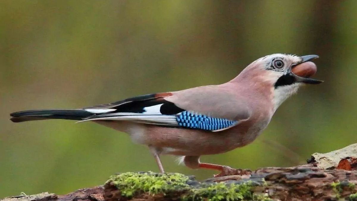 With all eyes on the Paris Notre-Dame reopening, the cathedral’s saviour is revealed as the jay bird