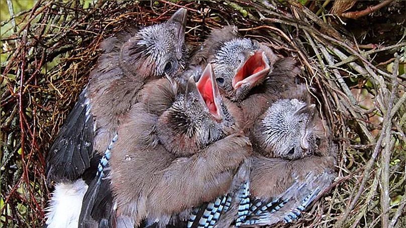 Jay chicks awaiting food; they eat the leaves of oak saplings in spring.