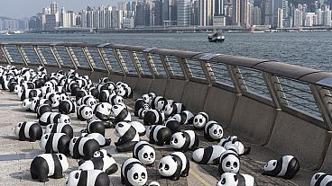 Some of the 2,500 panda sculptures are on display at Victoria Harbour during the panda-themed exhibition Panda Go! Hong Kong, China, 08.12.2024