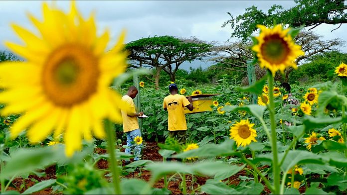 Can beehives help humans and elephants co-exist? A simple nature-based solution is keeping the peace