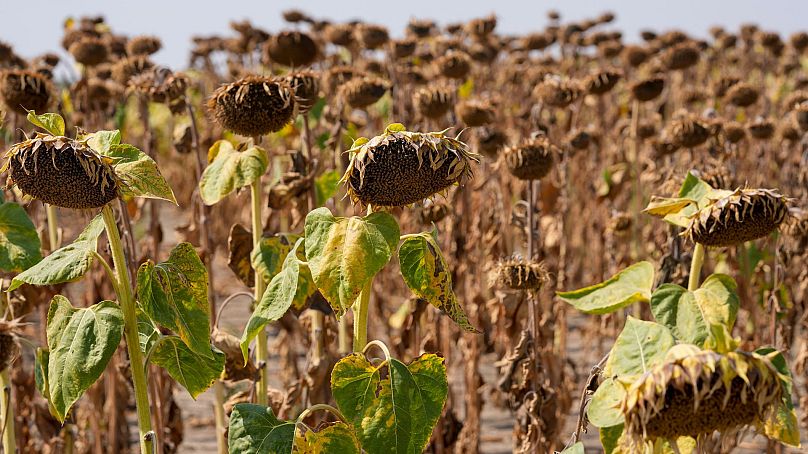 Girassóis murchos num campo, no meio de uma seca perto da cidade de Becej, Sérvia, setembro de 2024