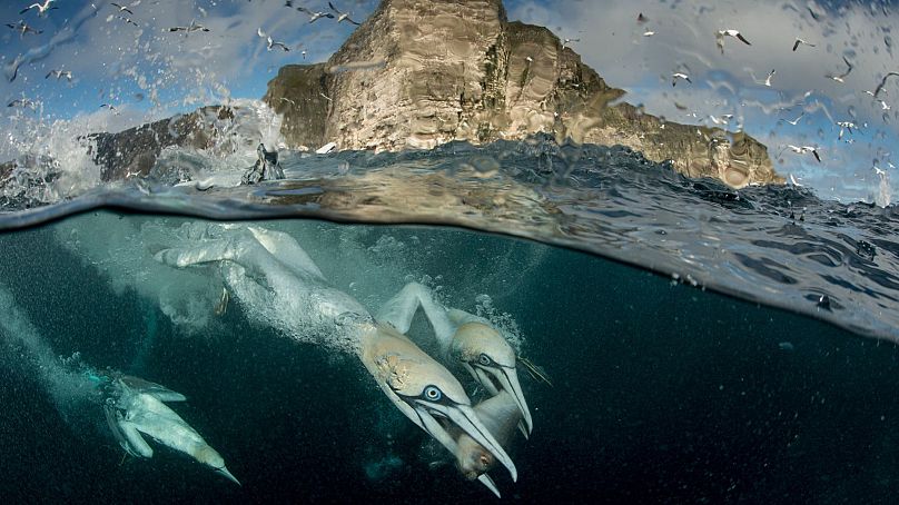 Gannets in Scotland's Shetland isles
