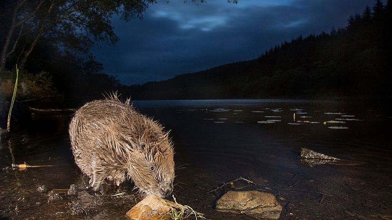 The European beaver flourishes with rewilding efforts in Scotland