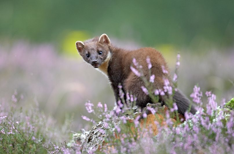 Pine martens are returning to Britain thanks to rewilding efforts