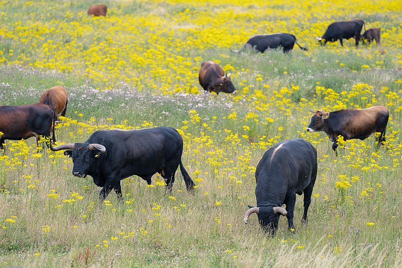 Ancient aurochs to return to Wales and Scotland 400 years after European extinction