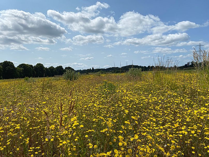 Bumblebees have flourished in one Scottish rewilding project