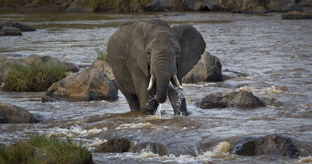 Scientists use new technology and AI to discover animal intelligence