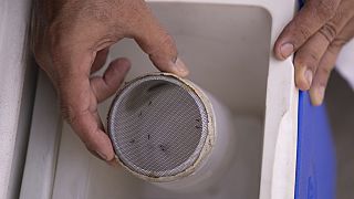 Mosquitoes are kept in a container for lab analysis in Brazil in February 2024.